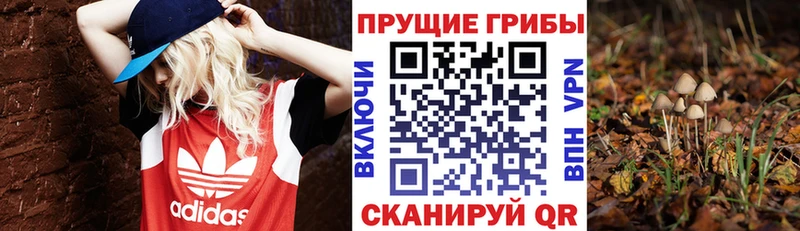Псилоцибиновые грибы Psilocybe  Купить где  Лыткарино 